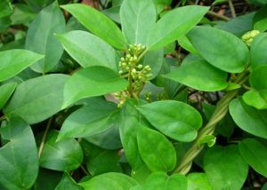 Loại lá trị tiểu đường hiệu quả